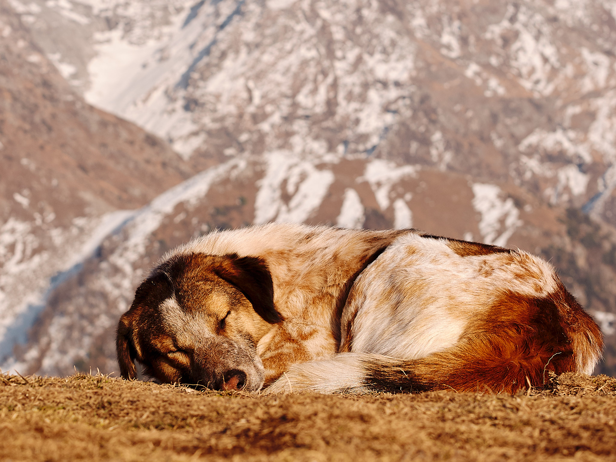 My trail buddy dog asleep at Triund