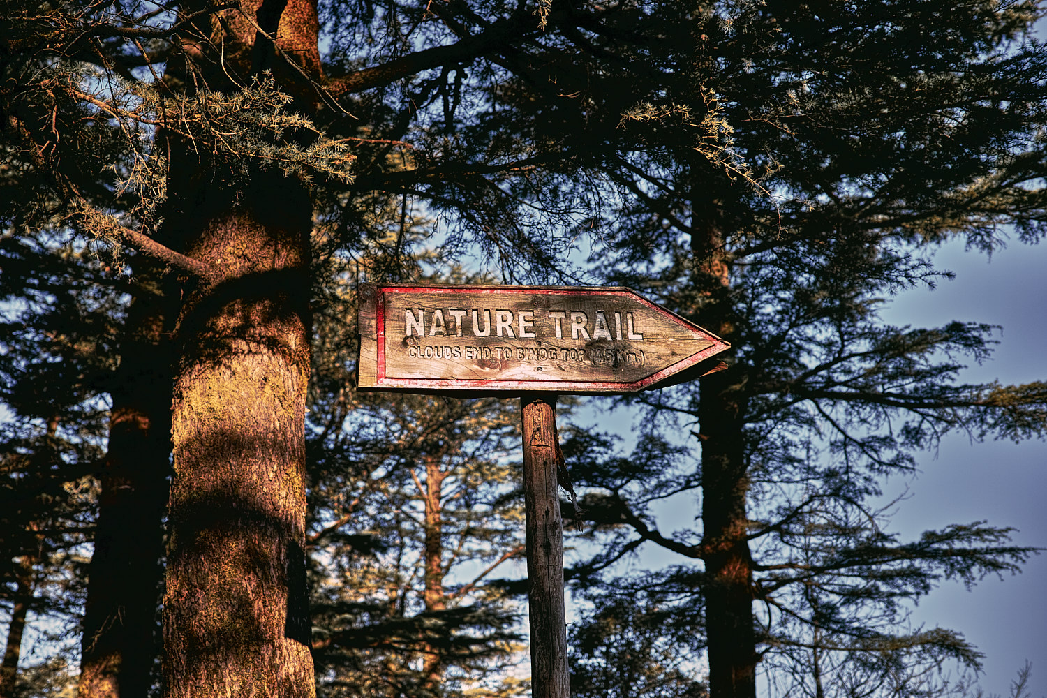 Nature's trail is what this trekking route to Jwala Devi Temple via Benog Hill Sanctuary is called