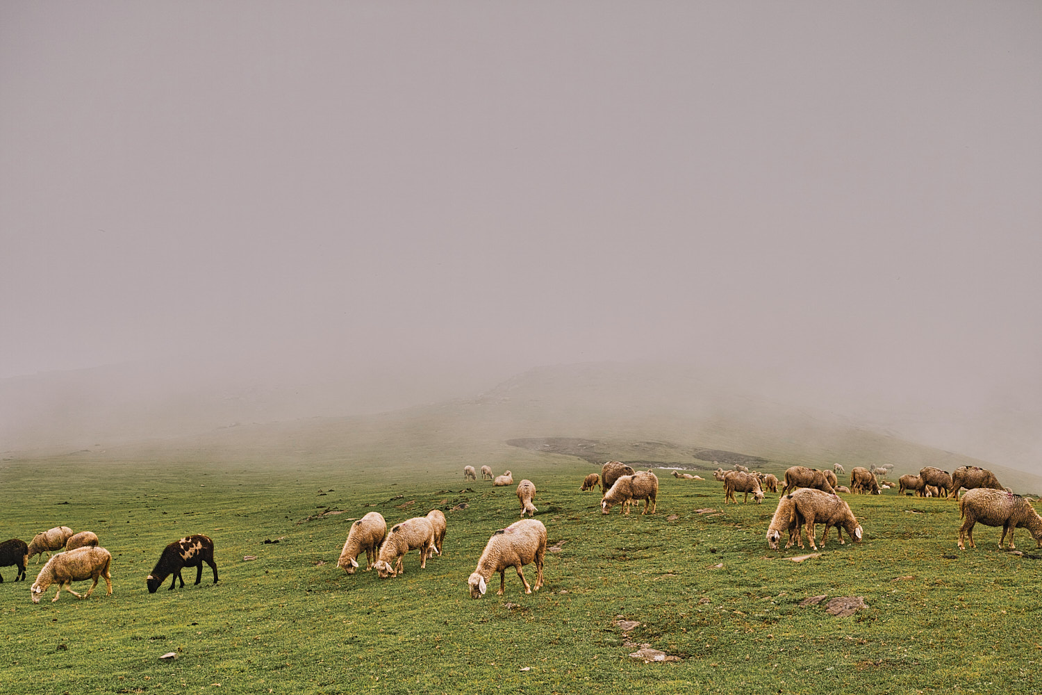 Sheep grazing at Chorgala meadow, near Patnitop J&K